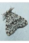 Lymantria monacha