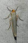 Manulea complana