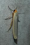 Manulea complana