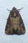 Mesapamea secalella/secalis