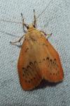 Miltochrista miniata