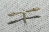 Adaina microdactyla