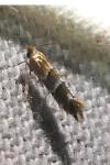 Cameraria ohridella