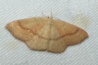 Cyclophora linearia