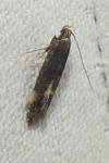 Oxypteryx atrella