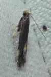 Oxypteryx atrella