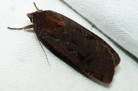Noctua pronuba