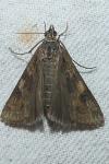 Nomophila noctuella