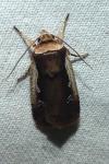 Ochropleura plecta