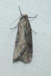 Pachycnemia hippocastanaria