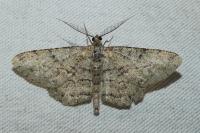 Peribatodes rhomboidaria