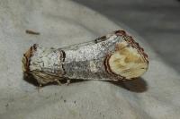 Phalera bucephala