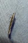 Plutella xylostella