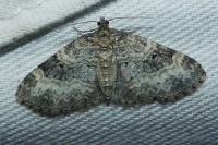 Pterapherapteryx sexalata