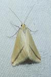 Rhodometra sacraria