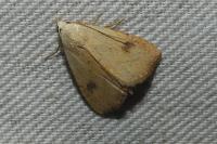 Rivula sericealis