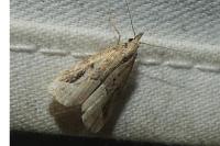Schrankia costaestrigalis
