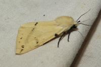 Spilarctia lutea