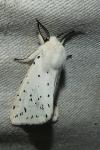 Spilosoma lubricipeda