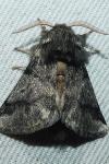 Thaumetopoea processionea