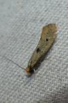 Tinea trinotella