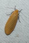 Wittia sororcula