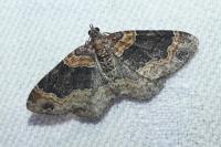 Xanthorhoe ferrugata