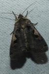 Xestia c-nigrum