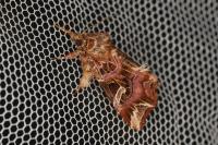 Callopistria juventina