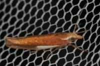 Ypsolopha parenthesella