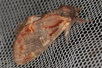 Notodonta dromedarius