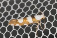 Argyresthia brockeella