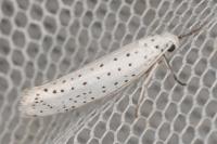 Yponomeuta evonymella