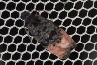 Metendothenia atropunctana