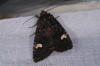 Melanchra persicariae