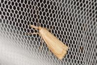 Chrysoteuchia culmella