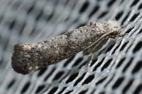 Paraswammerdamia nebulella