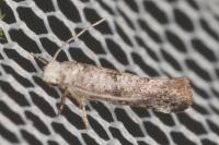 Paraswammerdamia nebulella