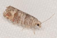 Clavigesta sylvestrana