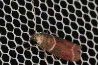 Cryptoblabes bistriga