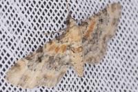 Eupithecia pulchellata