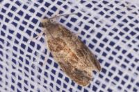 Celypha aurofasciana