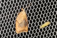 Acleris forsskaleana