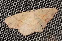 Cyclophora punctaria