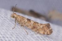 Digitivalva pulicariae