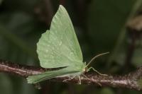 Geometra papilionaria