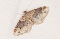 Xanthorhoe spadicearia