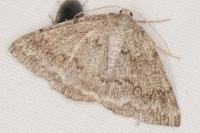 Pseudoterpna coronillaria