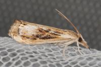 Catoptria verellus