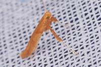 Caloptilia
